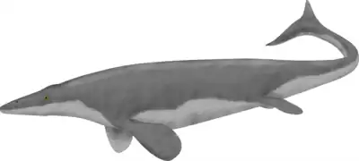 Plesioplatecarpus