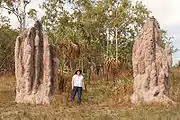 . These termite mounds have a base shaped like the base of a tree, about two meters wide and a meter high. From this base, rounded chimneys from half a meter to a meter in diameter rise to a total height of about four or five meters. The chimneys are fused together with ridges between, and terminate in rounded pinnacles at the top.