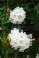 高尚大白杜鹃 Rhododendron decorum subsp. diaprepes