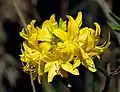 欧洲黄杜鹃 Rhododendron luteum