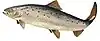 Diadromous fish (Atlantic salmon)