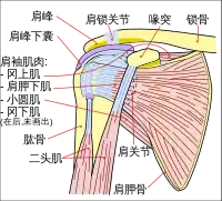 Diagram of the human shoulder joint. Anterior view.