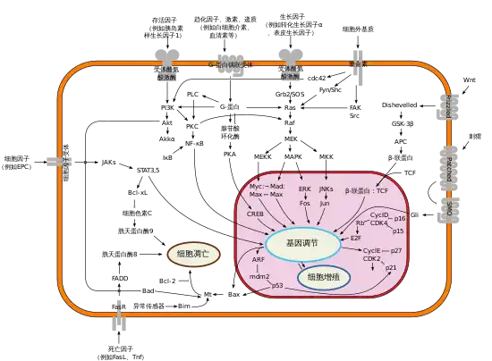 生物數學