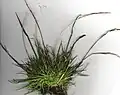 多年生黑麦草（Ryegrass Lolium perenne）