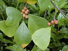 三角榕 Ficus deltoidea