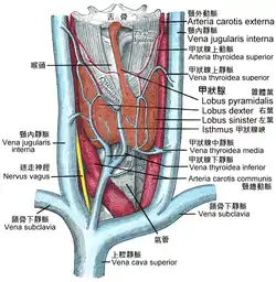 甲狀腺和它的相關器官圖.