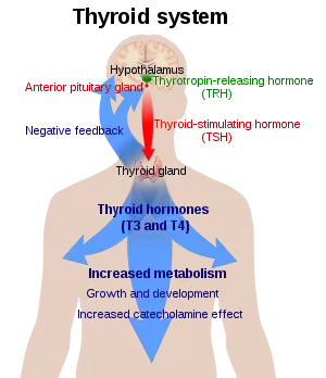 Diagram of a person with a large blue arrow representing the actions of thyroxine on the body and a green and red arrow representing actions of TSH and TRH respectively