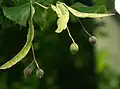 Tilia cordata