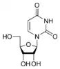 Chemical structure of uridine