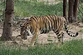 德國柏林埃伯斯瓦爾德動物園東北虎