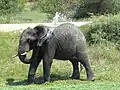 elephant