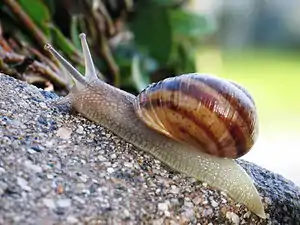 [1] eine Schnecke