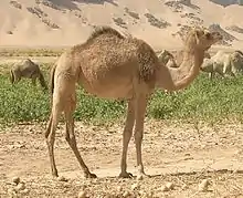 camel