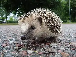 ein er Igel（請為本使用例添加中文翻譯）