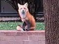 fox