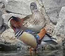 [1] Enten (Weibchen und Männchen)